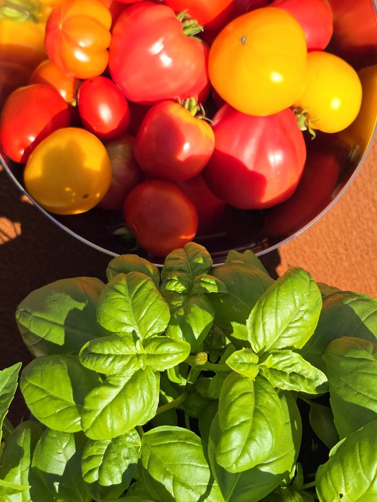 Homegrown tomatoes & Basil