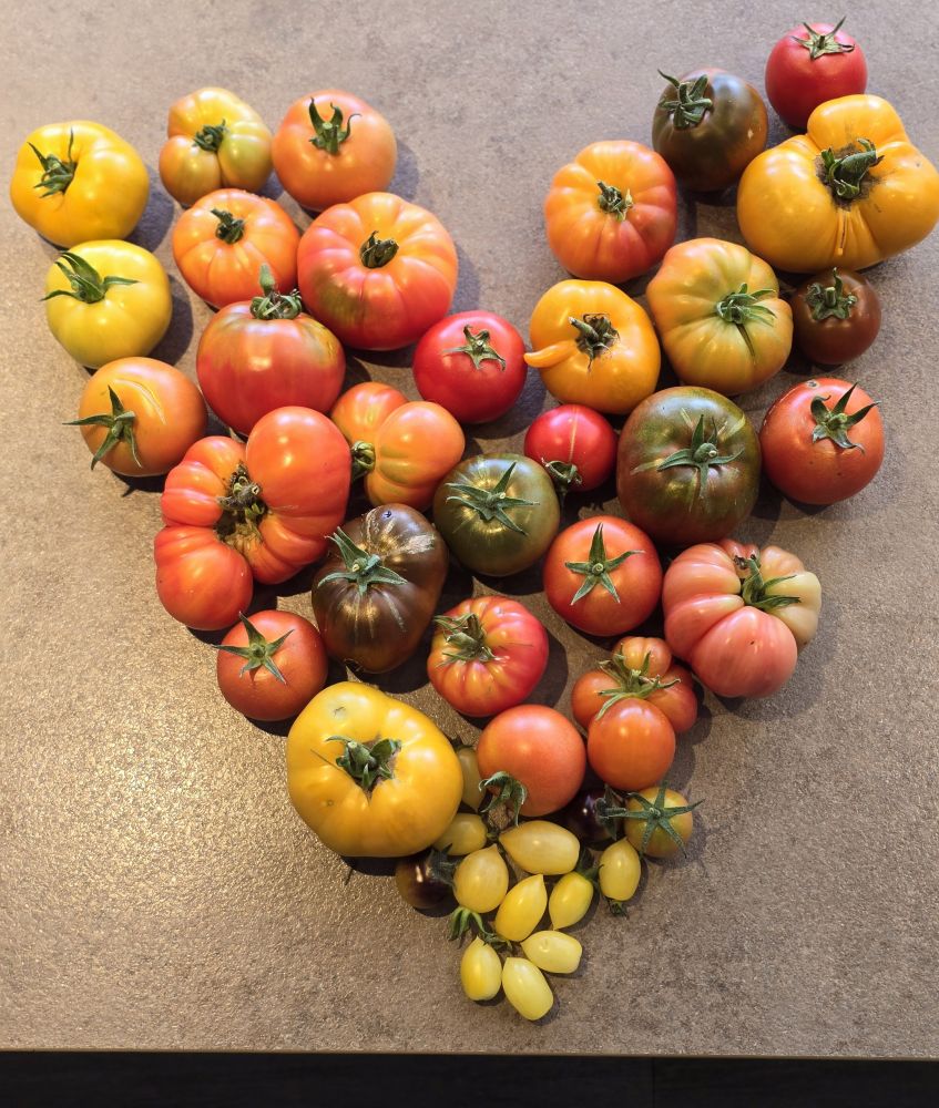 Homegrown tomatoes