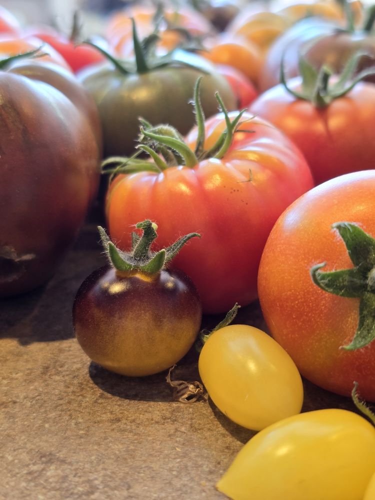 Homegrown tomatoes