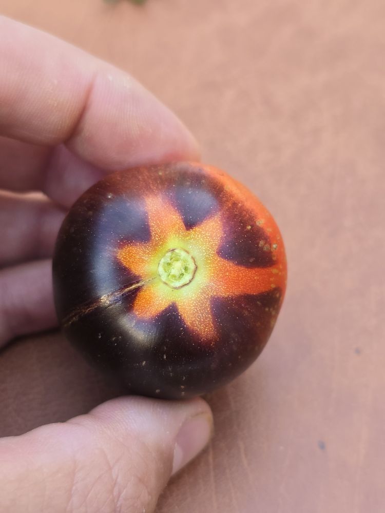Homegrown tomato